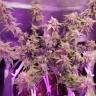 заказ семян конопли Спб Auto American Pie feminised Pyramid Seeds