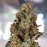 купить семена конопли Auto American Pie feminised Pyramid Seeds
