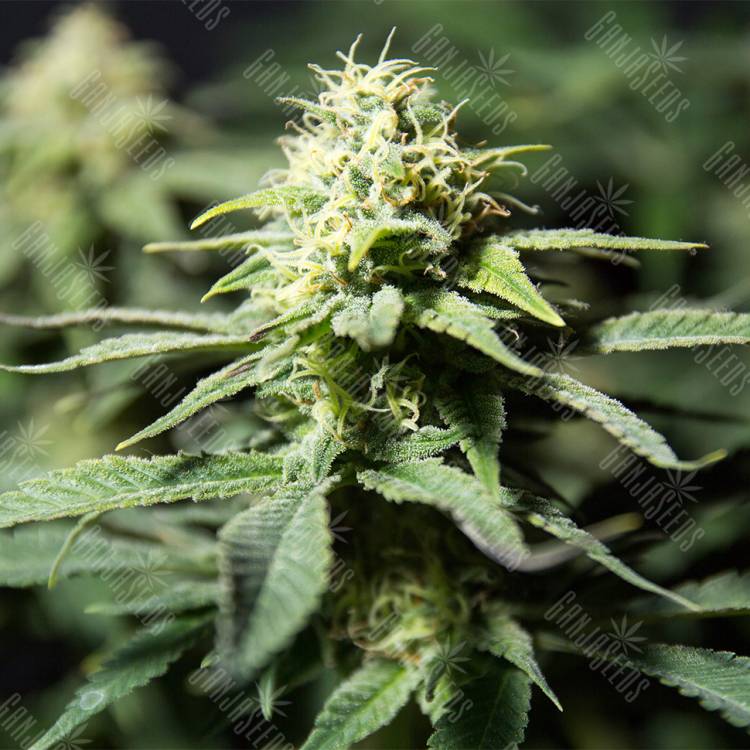 семена конопли аутдор Bubblegum XL feminised Royal Queen