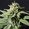 семена конопли гидропоники Bubblegum XL feminised Royal Queen