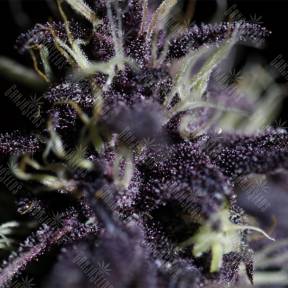 Auto Dark Purple feminised Ganja Seeds
