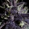 Семена конопли Auto Dark Purple feminised Ganja Seeds