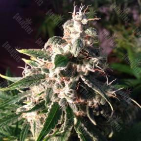Auto Think Different feminised Ganja Seeds