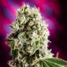 семена конопли Kaia Kush feminised Green House Seeds