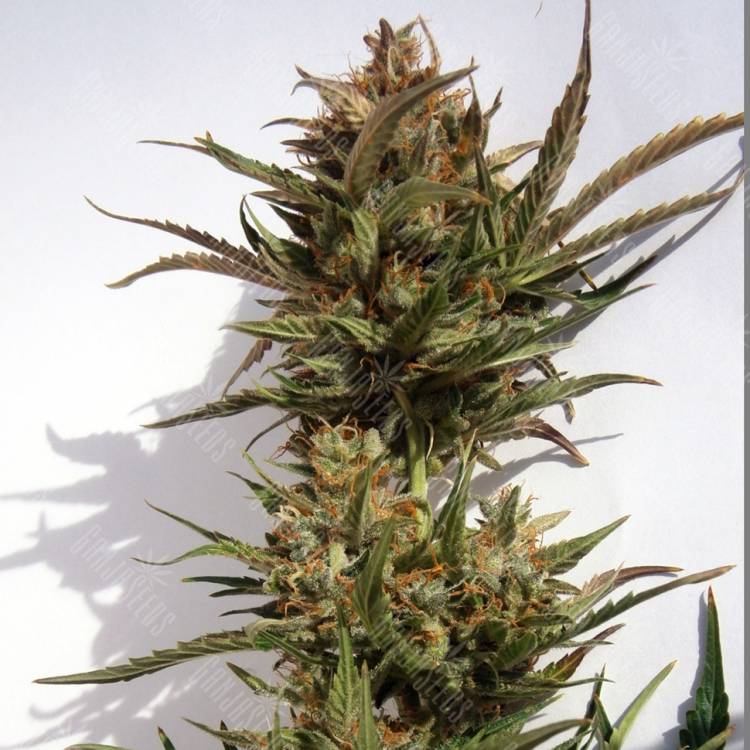 Auto Charlotte`s Angel CBD feminised Dutch Passion Seeds