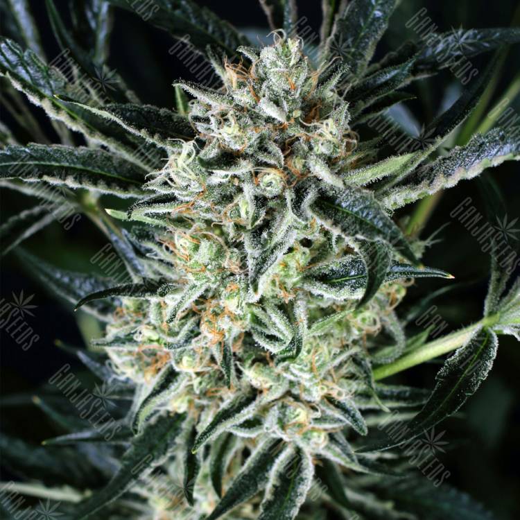 конопля семена сорта заказать Jelly Bananen feminised Exotic Seed