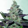 семена конопли для посадки купить Mendocino Purple Kush feminised Medical Seeds