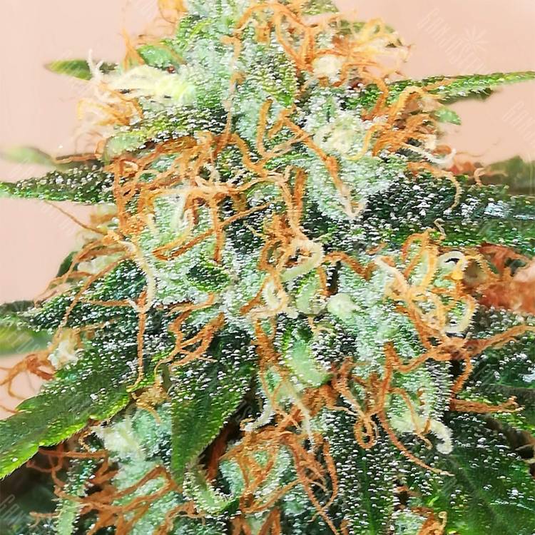 семена конопли Auto Amnesia Gold feminised Pyramid Seeds