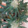 заказ семян конопли Auto Amnesia Gold feminised Pyramid Seeds