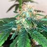 где заказать семена конопли Auto Amnesia Gold feminised Pyramid Seeds