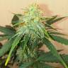 семена конопли почтой Auto Amnesia Gold feminised Pyramid Seeds