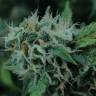 семена индийской конопли Candy Kush Express (Fast Flowering) feminised Royal Queen