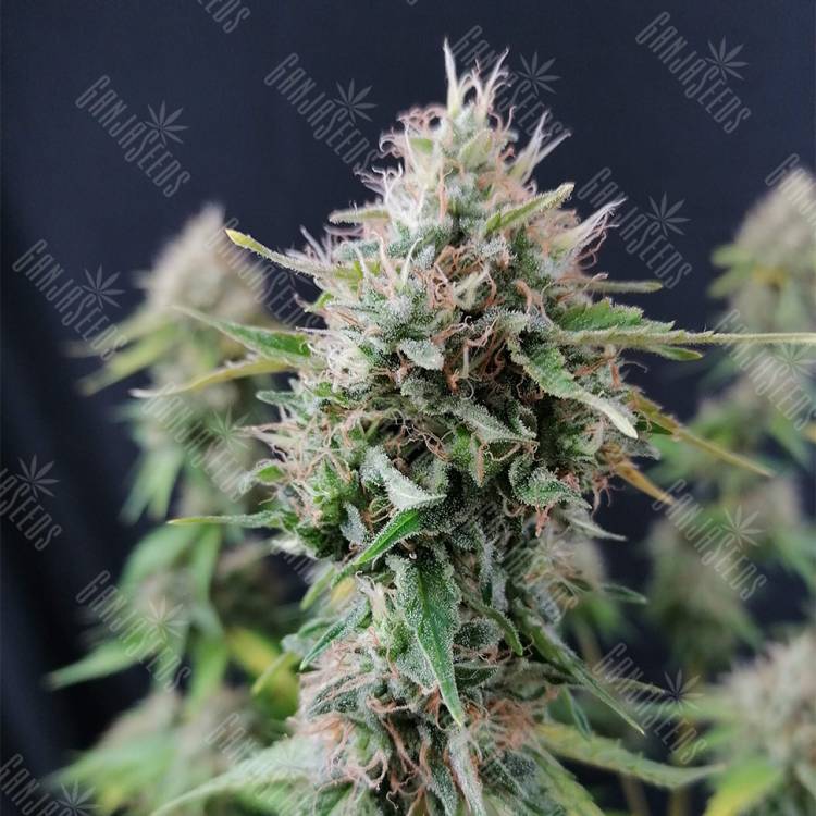 семена конопли с доставкой Candy Kush Express (Fast Flowering) feminised Royal Queen