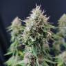 семена конопли с доставкой Candy Kush Express (Fast Flowering) feminised Royal Queen