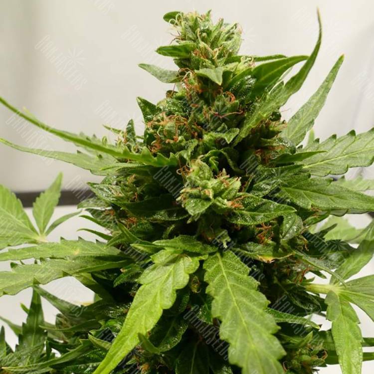 где заказать семена конопли Auto Sweet Pure CBD feminised Sweet Seeds