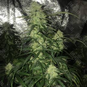 Auto Critical XXL feminised Ganja Seeds