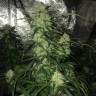 Семена конопли Auto Critical XXL feminised Ganja Seeds