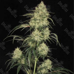 Atomical Haze feminised Ganja Seeds