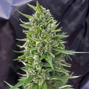 Northern Lights regular Ganja Seeds