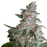 семена конопли недорого Northern Lights regular