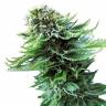 семена конопли гидропоники Northern Lights regular