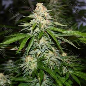 Auto Vertigo feminised Ganja Seeds
