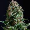 Auto Vertigo feminised Ganja Seeds