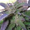 где можно заказать семена конопли Pure Kush feminised Green House Seeds