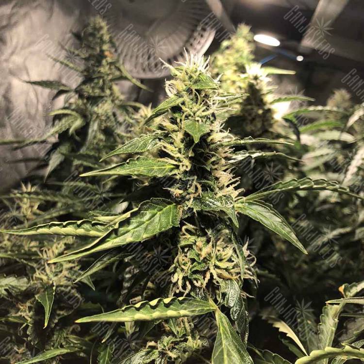 семена конопли сорта сатива Blue AK regular Ganja Seeds