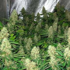 Auto Mexican Airlines regular Ganja Seeds