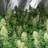 Auto Mexican Airlines regular Ganja Seeds