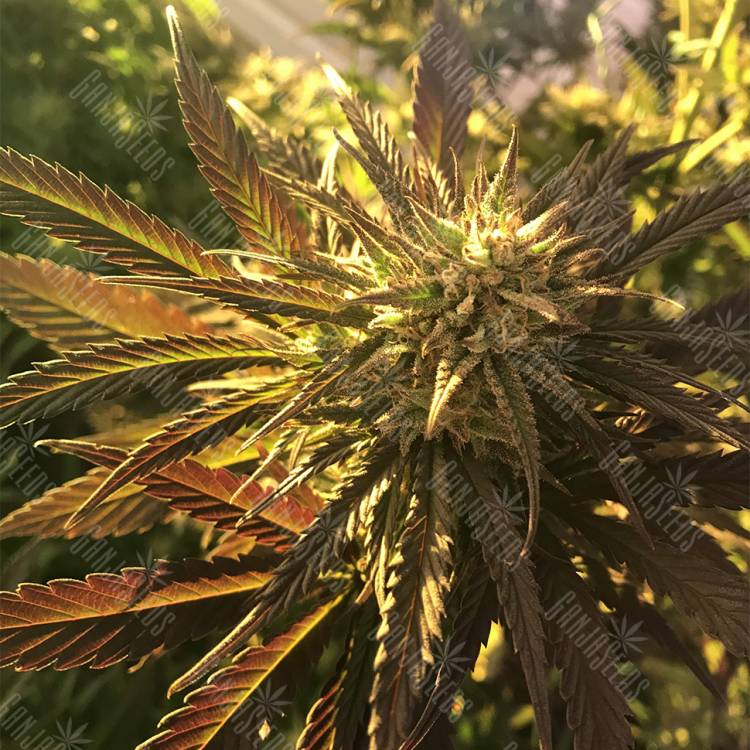 семена конопли Red Dragon feminised Barneys Farm