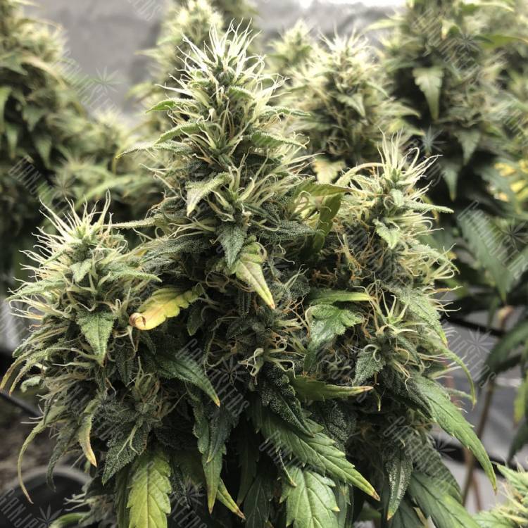 семена конопли курьером Lemon Candy feminised Exotic Seed