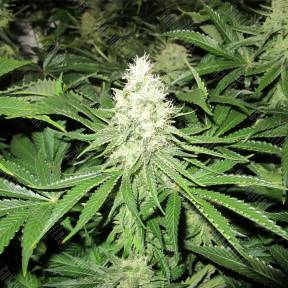 No Name feminised Medical Seeds
