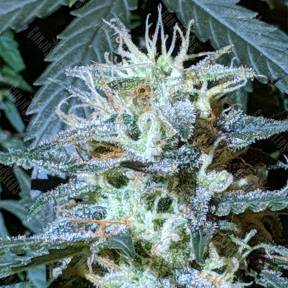 Auto Anesthesia feminised Pyramid Seeds