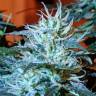семена конопли автоцвет Auto Anesthesia feminised Pyramid Seeds