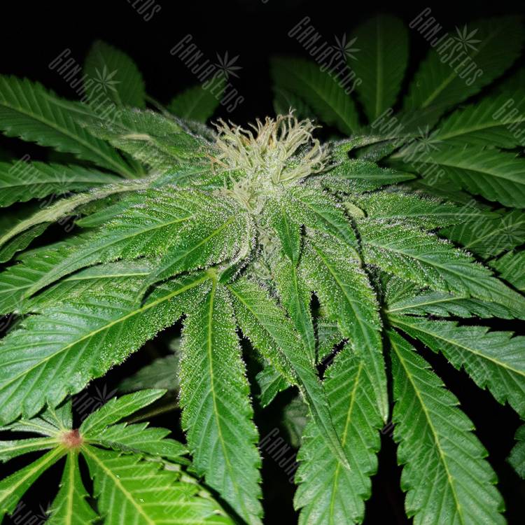 семена конопли почтой Big Devil F1 Fast Version feminised Sweet Seeds