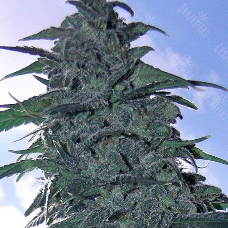 Auto White Dwarf CBD feminised Ganja Seeds