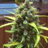 Auto White Dwarf CBD feminised Ganja Seeds