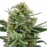 конопля семена сорта заказать Super Bud feminised Green House Seeds