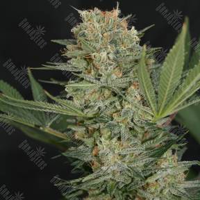 Super Bud feminised Green House Seeds