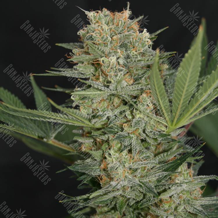 где можно заказать семена конопли Super Bud feminised Green House Seeds