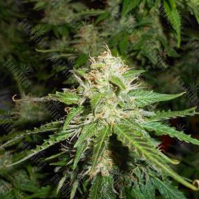 Auto Northern Lights feminised Breeders Community Seeds