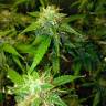 Auto Northern Lights feminised Breeders Community Seeds