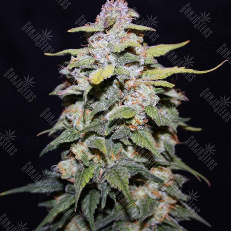 семена конопли Blue Cheese regular Ganja Seeds