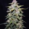 семена конопли Blue Cheese regular Ganja Seeds