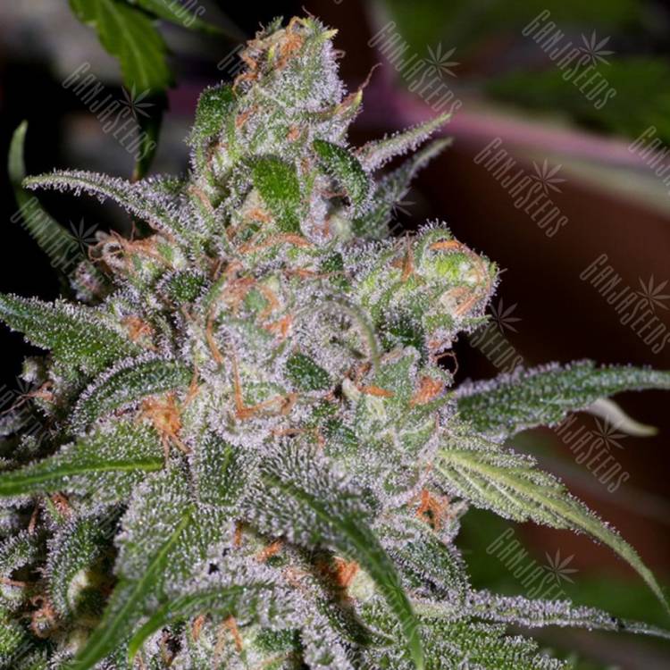 семена конопли почтой Sweet Tooth feminised Barneys Farm
