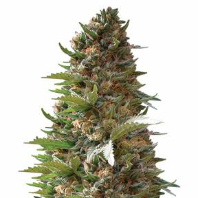 Over Dawg feminised Medical Seeds