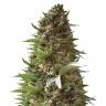 семена конопли аутдор Over Dawg feminised Medical Seeds