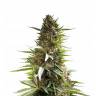 семена конопли в интернете Over Dawg feminised Medical Seeds
